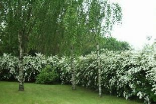 Photo of campus surroundings - summer 1999 hedge
